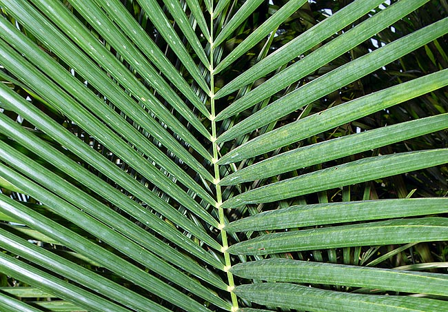 From the trunk, cut just before the blooming, they get about 200 kg of edible fecula and the young sprouts are used as vegetable. The very decorative leaves pinnules detach in a 