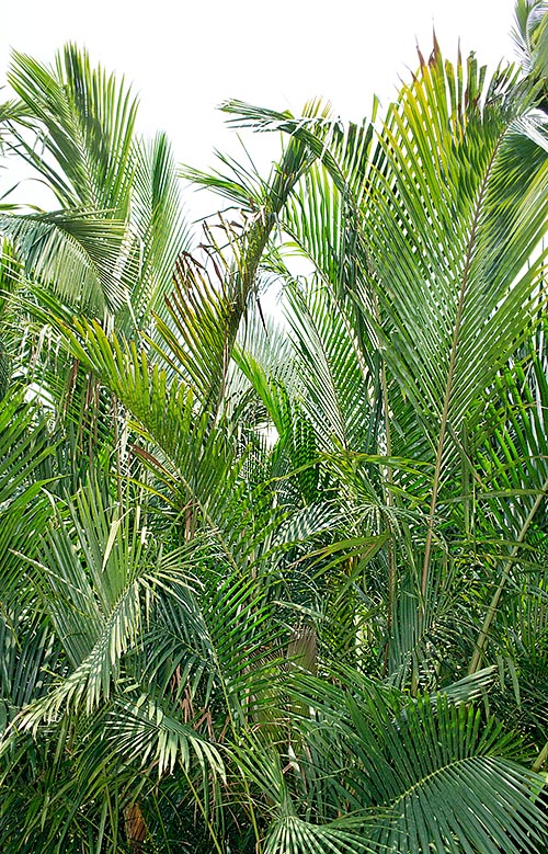 Metroxylon sagu is a cespitous species frequent in the Molucca Islands and New Guinea swamps. After blooming the main stem, that can reach 15 m of height, dies but the plant keeps alive through the stems born at the base, one of which usually prevails, with very fast growth and about 10-12 years vital cycle © Giuseppe Mazza