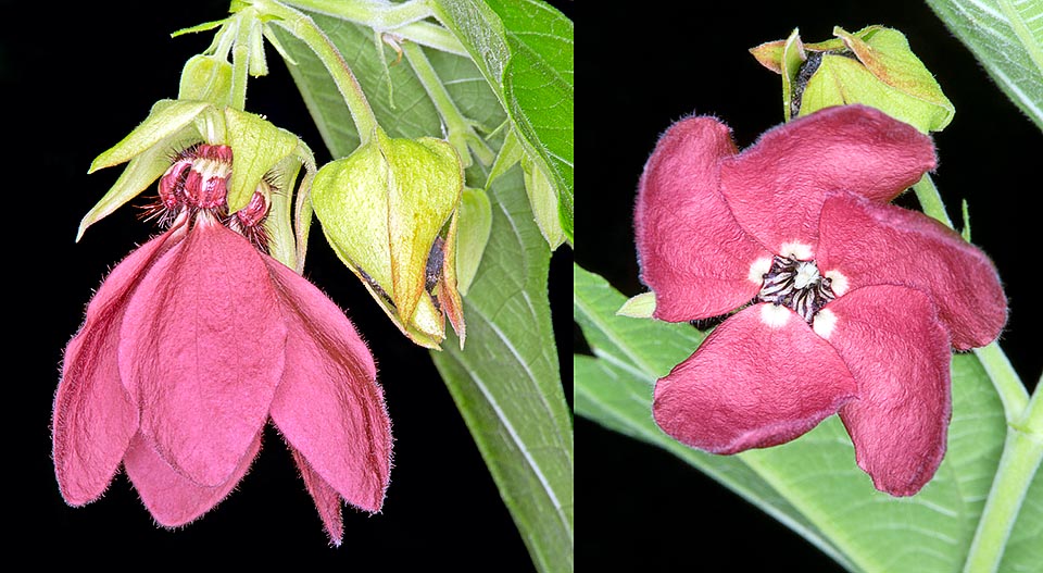 Close-up of the hanging flower, seen from side and from below, of this relative of our mauve at home in the forests of Bhutan, Southern China, Northern India, Indonesia, Solomon Islands, Nepal, Malaysia, Myanmar, Sumatra and Thailand. The inflorescence bears 1-5 hermaphrodite flowers of 4-5 cm lasting one day only © Giuseppe Mazza
