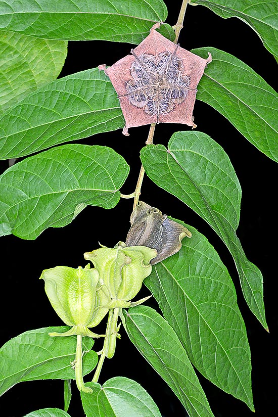 Here the first to bloom has transformed in a ripe fruit © Giuseppe Mazza