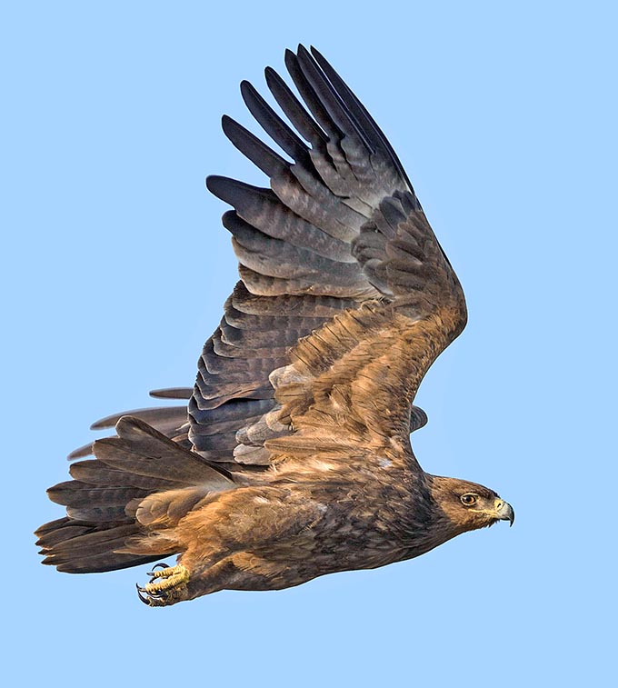 Petit mais pas moins élégant ou combatif des grands aigles, Aquila rapax avoisine les 2,5 kg avec 1,80 m d'envergure © Gianfranco Colombo