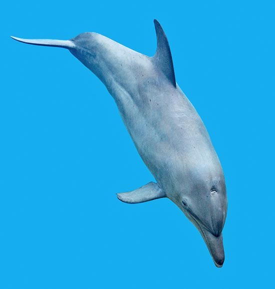 Tursiops aduncus, Delphinidae, Grand dauphin de l'océan Indien