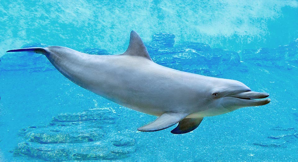 Tursiops aduncus, Delphinidae, Grand dauphin de l'océan Indien