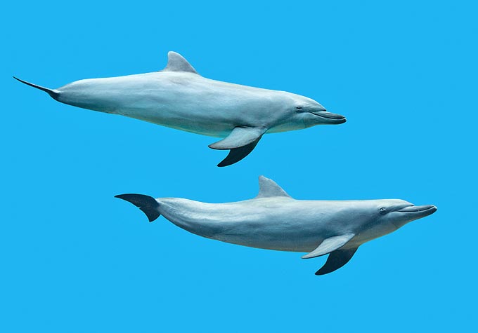 Tursiops aduncus distribution is limited to the Indian and western Pacific Oceans coasts, from East Africa to Taiwan, up to the eastern Australian coasts. It loves warm waters, with surface temepratures of 20-30 °C © Giuseppe Mazza