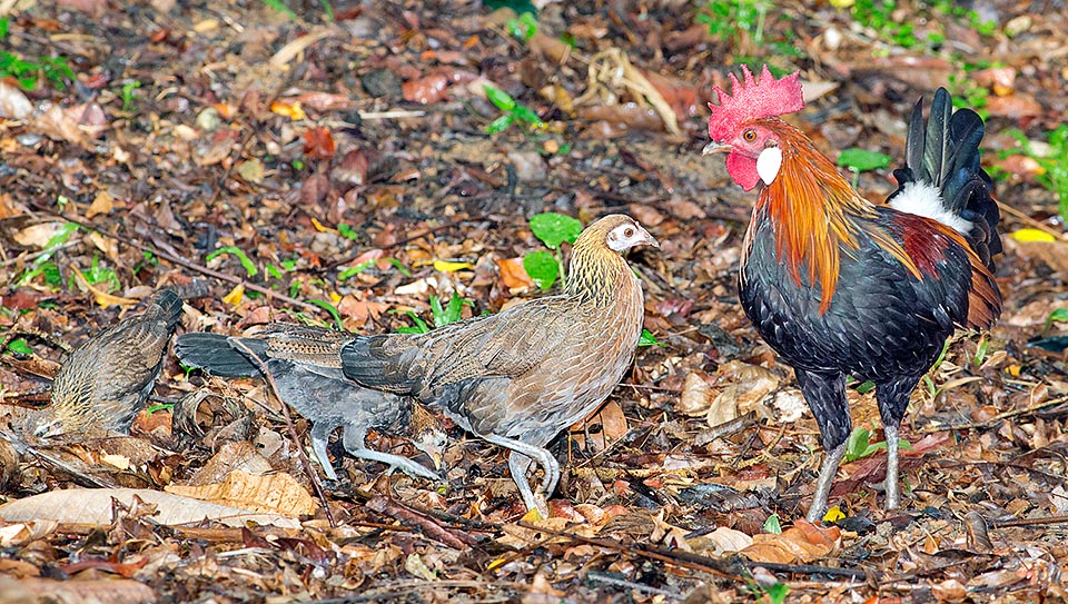 Family picture in Singapore underwood forest. We see at once a marked sexual dimorphism evidenced by strong difference of colour and shape of feathers, not to forget crest and wattles. Also, the male (65-75 cm) is much bigger than the female (42-46 cm) here shown with two already grown chicks © Giuseppe Mazza