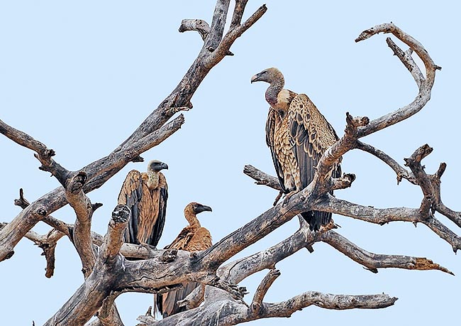 Una familia sobre su árbol muerto preferido. Los nidos albergan un solo huevo y el pequeño parte tras 4 o 5 meses © Gianfranco Colombo