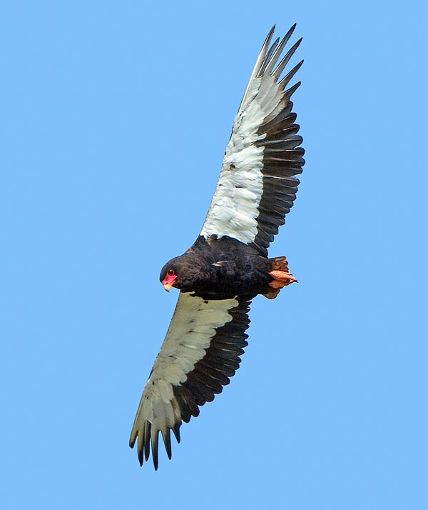 It's called bateleur due to its odd flying way, like if it were in precarious balance like an acrobat © Gianfranco Colombo
