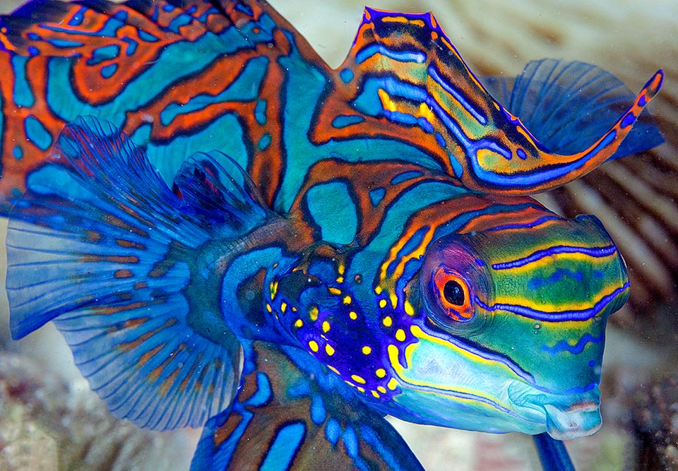 Con sólo 6-7 cm de largo, el pez mandarín (Synchiropus splendidus) es uno de los habitantes de los arrecifes más pintorescos del Pacífico occidental.