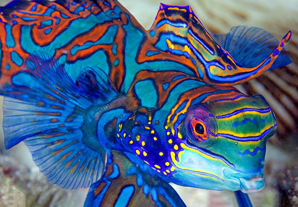 Lungo appena 6-7 cm, il Pesce mandarino (Synchiropus splendidus), è uno dei più pittoreschi abitanti dei reef nel Pacifico occidentale.