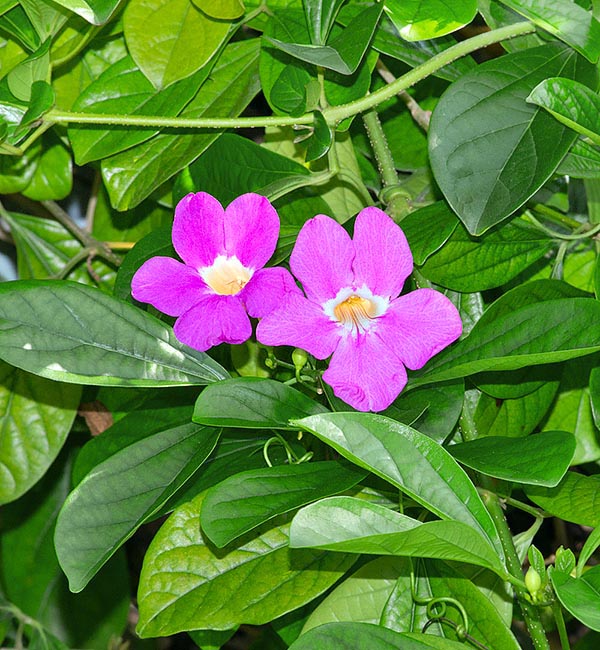 Sa croissance est rapide et sa floraison spectaculaire, plusieurs fois par an, dans les jardins tropicaux © Giuseppe Mazza