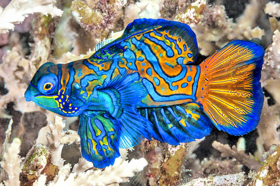 A male of Synchiropus splendidus in all its splendor. The long spiny ray of the first dorsal fin, here folded, distinguishes it at first sight from the females