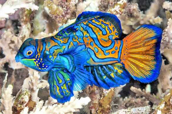 Synchiropus splendidus - Monaco Nature Encyclopedia