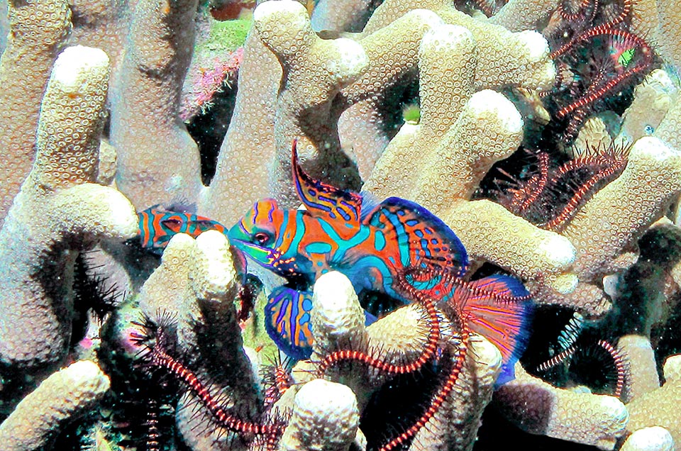 Synchiropus splendidus vive refugiado entre las ramas de los corales o entre las largas espinas de los erizos, pero por la noche suele salir de su escondite para reproducirse.