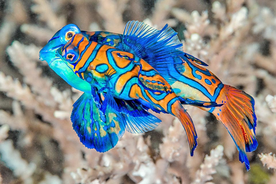 L'accouplement en surface n'est pas facile, car ce sont des poissons dépourvus de vessie natatoire qui couleront s'ils s'arrêtent. Ils doivent le faire en vol, joue contre joue.