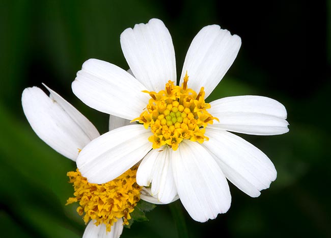 Bidens pilosa, originaire d’Amérique tropicale, vit sur des sols généralement pauvres dans des espaces ouverts, au bord des forêts, le long des cours d’eau et sur des terrains retournés du niveau de la mer jusqu’à 2000 m © G. Mazza