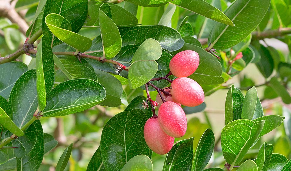 La Carissa carandas est un arbuste sarmenteux originaire du Bangladesh et de l’Inde. Les fruits, comestibles et longs de 1,5 à 2,5 cm, sont d’abord blancs puis roses, pourpres et noirâtres à maturité. Riches en fer et en vitamine C ils sont consommés crus de 2 à 4 jours. Toutes les parties de la plante ont des vertus médicinales © Giuseppe Mazza