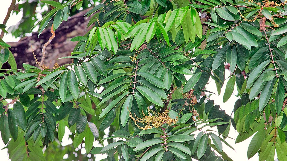 Oblong-ovate leaves reaching 30 cm and erect 20-60 cm inflorescences. The hard wood, pale pink to brown reddish, darkening with time, is durable and easy to work. Often used in lieu of mahogany for prestigious furniture. The oil gotten from the seeds is used in the cosmetic industry and has medicinal virtues © Giuseppe Mazza