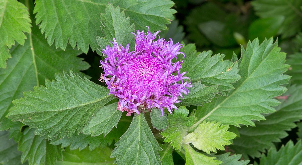 Native to tropical America and Australia has spread in various warm climate countries becoming often invasive. In full sun, in temperate climate, can be also cultivated as annual. The leaves, aromatic if rubbed, contain bioactive compounds with antimicrobic and antioxidant properties of possible use in medicine © Giuseppe Mazza