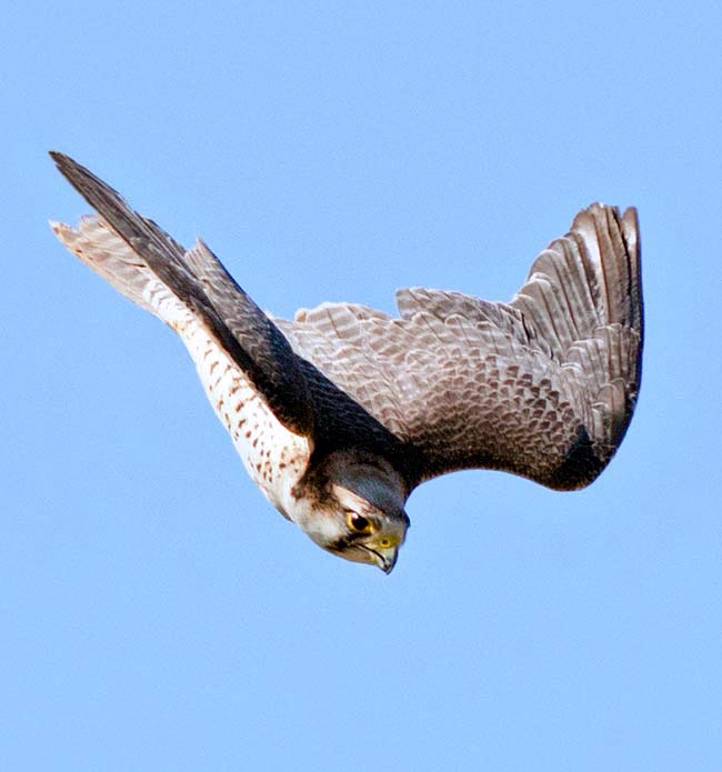 Falco biarmicus, Falconidae, Halcón borní