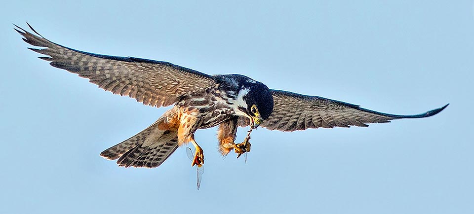 Un subadulto voraz que no pierde tiempo: devora en vuelo una libélula, agarrándola con la pata izquierda, mientras con la derecha aferra el “segundo plato”. Típico comportamiento premigratorio: hace falta una gran cantidad de proteínas para acumular las reservas de energía necesarias para el largo vuelo © Gianfranco Colombo