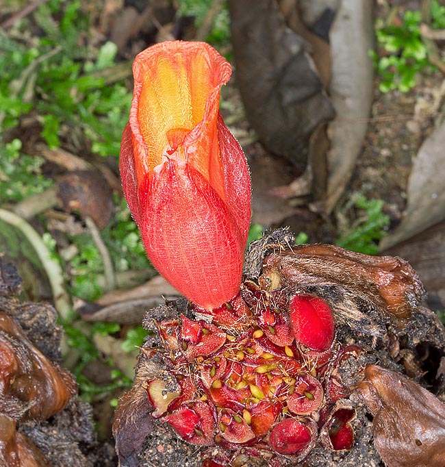 Hellenia globosa, Costaceae, asian spiral ginger, asian costus