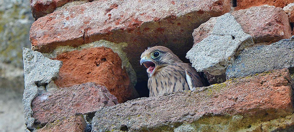 Falco tinnunculus, Gheppio, Falconidae