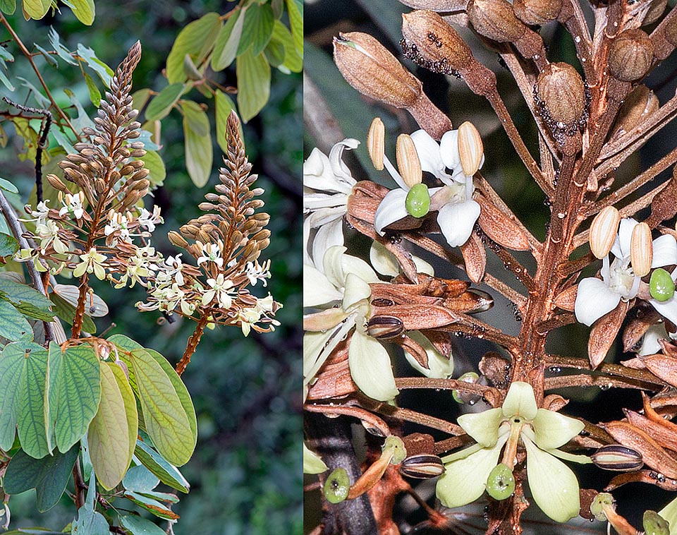 La Bauhinia semibifida è una specie sarmentosa sempreverde dell’Asia tropicale con solidi cirri e fusti legnosi che possono raggiungere i 9 m di lunghezza e 10-15 cm di diametro alla base. I fiori hanno una apertura alla base dello stilo, ben visibile nell'ingrandimento a destra, che offre ospitalità a numerose formiche, felici di trovare al tempo stesso il nutrimento e un riparo. Le radici polverizzate sono utilizzate nella medicina tradizionale di alcune popolazioni per alleviare la fatica © Giuseppe Mazza