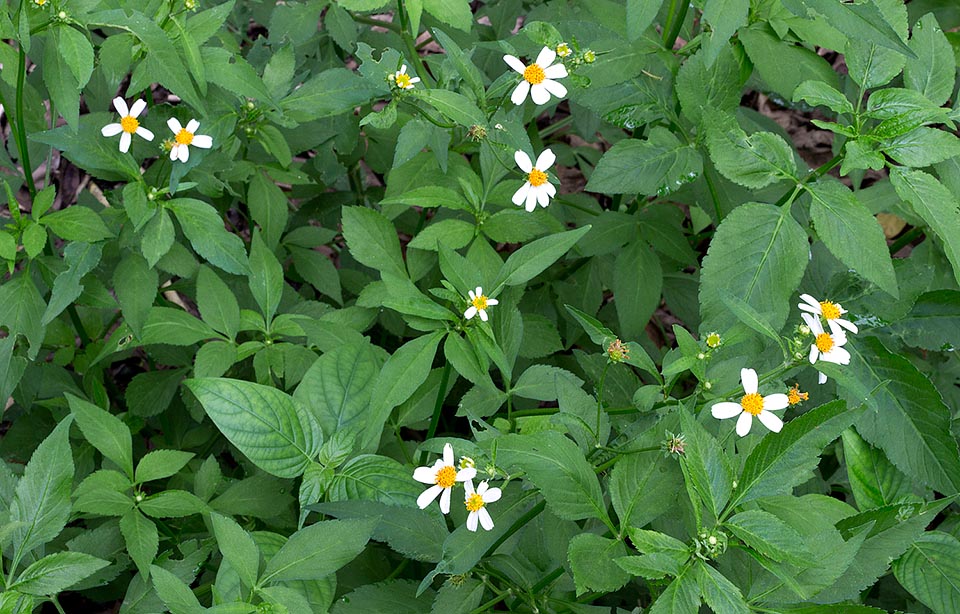 Specie erbacea annuale, ha fusti eretti a sezione pressoché quadrangolare, che possono raggiungere anche 1,8 m d'altezza. Naturalizzata ed infestante in varie zone tropicali e subtropicali, ha foglie commestibili e virtù medicinali. Studi di laboratorio hanno evidenziato proprietà antimalariche degli estratti fogliari © Giuseppe Mazza