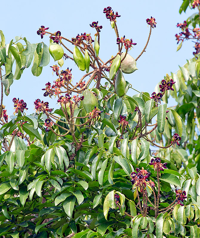 C'est une légumineuse comme on le déduit de suite de la forme papilionacée des fleurs et des fruits en cours de croissance © Giuseppe Mazza