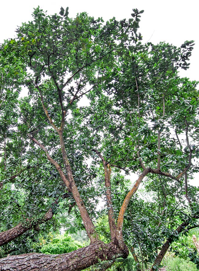 Nativo delle coste tropicali dell'Oceano Indiano e del Pacifico occidentale, il Calophyllum inophyllum è un'albero di 5-20 m spesso considerato sacro dai locali. Tutte le parti della pianta contengono sostanze tossiche, la linfa è irritante per la pelle e gli occhi e può provocare reazioni allergiche. Dai semi si ricava un olio con virtù medicinali © G. Mazza