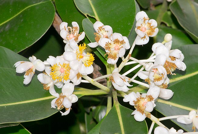 Las inflorescencias emanan un agradable e intenso perfume © Giuseppe Mazza