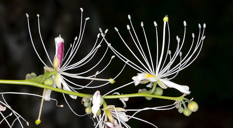 I fiori bisessuali sono posti in fila a gruppi di 2-7 e raggiungono i 3-4,5 cm di diametro. Specie localmente coltivata come ornamentale ma nota principalmente in Asia per le sue svariate virtù medicinali come analgesico, antibatterico, antinfiammatorio, antipiretico, diuretico e per la cura dell’asma e della ipertensione © G. Mazza