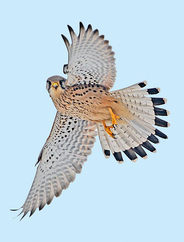 Falco tinnunculus, Faucon crécerelle, Falconidae