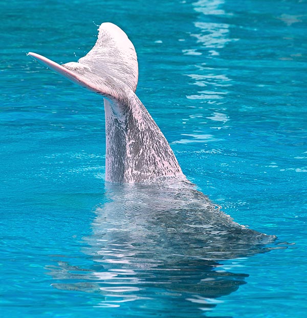 Sousa chinensis, Delphinidae, Indo-Pacific humpback dolphin