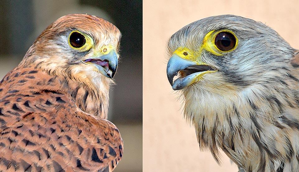 Falco tinnunculus, Gheppio, Falconidae