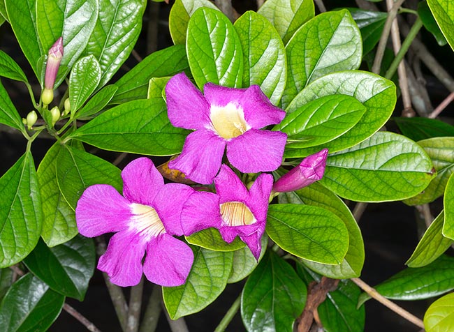 Crecimiento veloz y espectacular floración, varias veces al año, en los jardines de los trópicos © Giuseppe Mazza