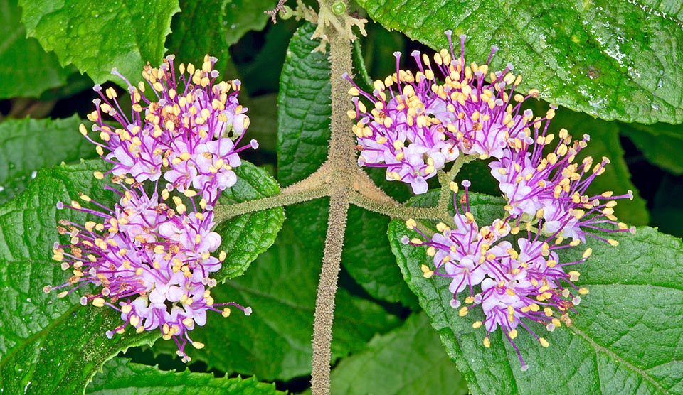 Nacida para climas cálidos, si bien resiste -5 ºC, atrae mariposas y se adapta podas paras densos setos. Fojas, raíces y jóvenes ramas tienen virtudes medicinales © Giuseppe Mazza