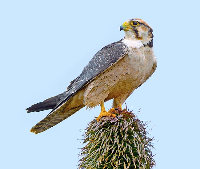 Falco biarmicus, Falconidae, Faucon lanier