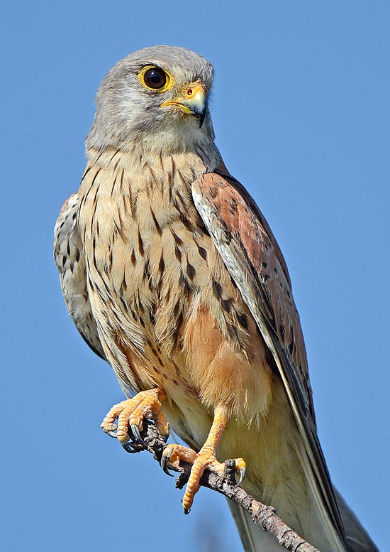 Falco tinnunculus, Gheppio, Falconidae