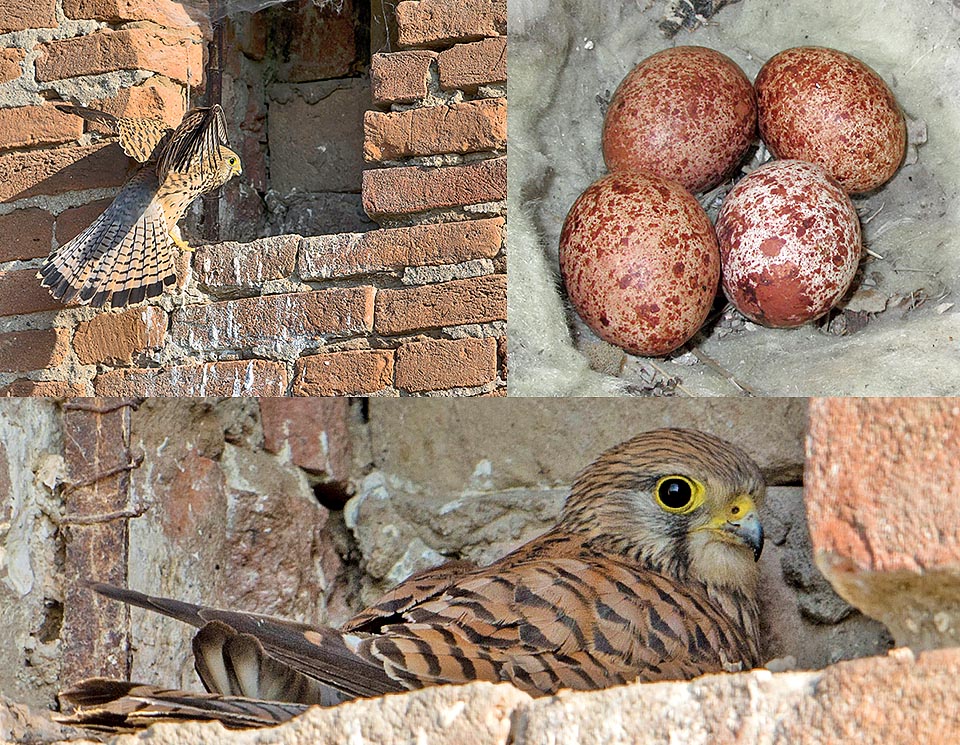 Falco tinnunculus, Faucon crécerelle, Falconidae