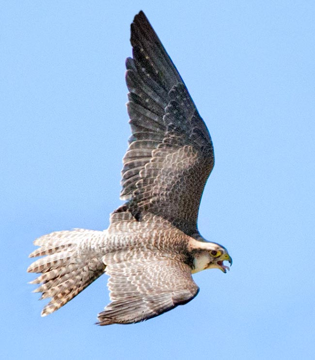 Falco biarmicus, Falconidae, Halcón borní