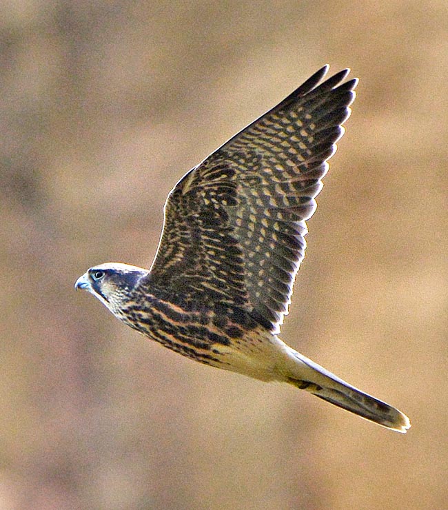 Falco biarmicus, Falconidae, Lanario
