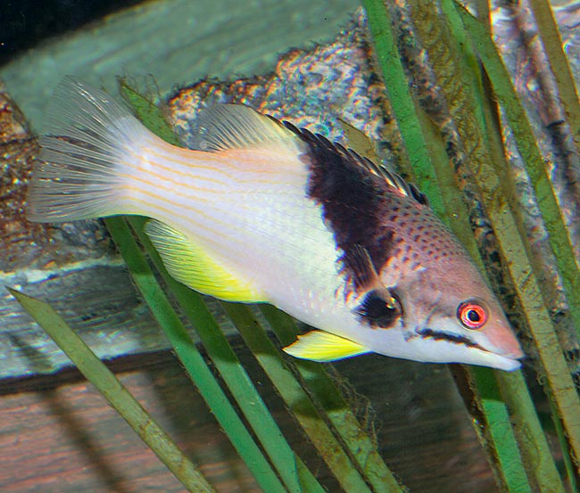 Bodianus mesothorax, Labridae, Splitlevel hogfish