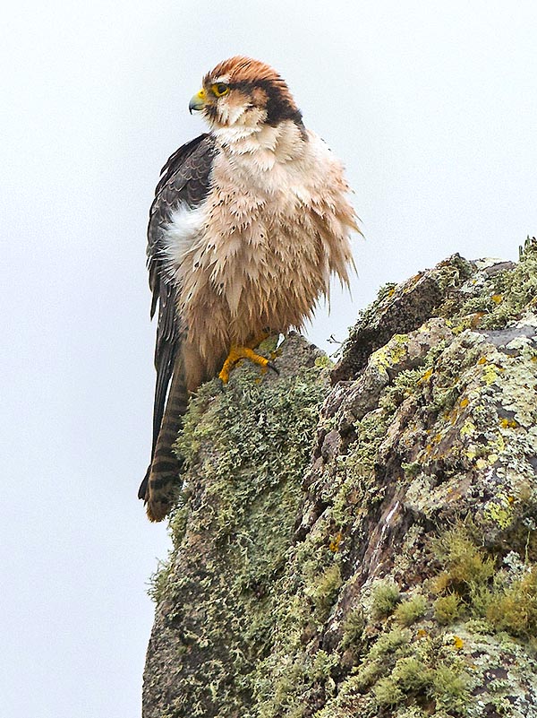 Falco biarmicus, Falconidae, Lanner falcon
