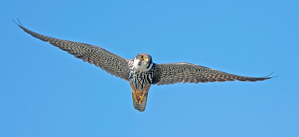 Il Falco subbuteo è un tipico rapace migratore. Giunge in Italia a maggio e parte in settembre per l'Africa subsahariana © Gianfranco Colombo