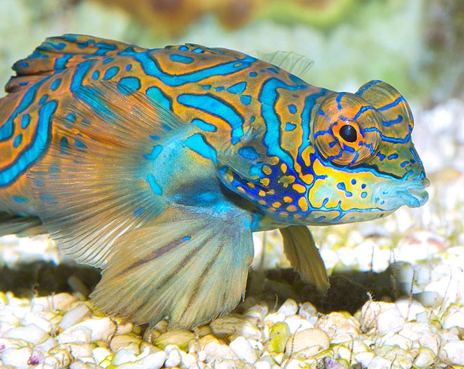 Recifal France Le Plus Beau Poisson Du Monde Les Poissons