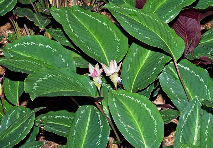 Goeppertia picturata, Marantaceae