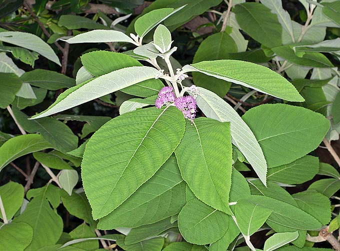 The Callicarpa formosana is a 1-3 m shrub present in Formosa (Taiwan), as the name suggest, but also in China, Japan and Philippines in the subtropical forests and mountain thickets up to about 1600 m of altitude © Giuseppe Mazza