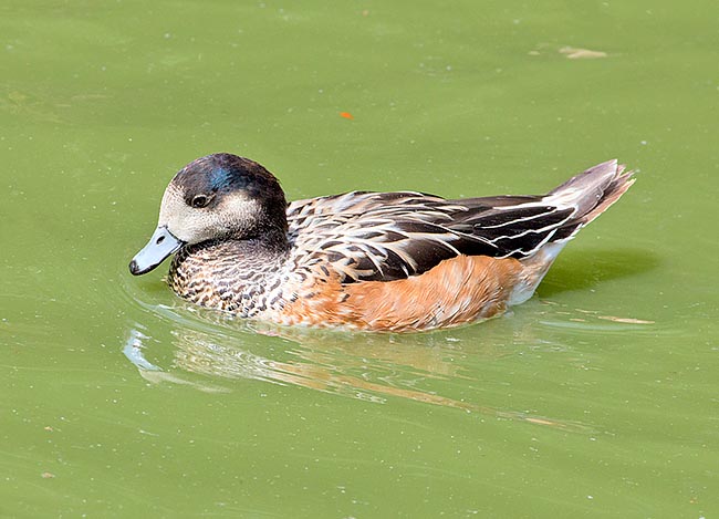Anas sibilatrix is a 45-56 cm duck, with 800 g of weight and 75-86 cm of wingspan. The female is little smaller with less bright colours, especially for what concerns the supraciliar iridescent green-blue comma © Giuseppe Mazza