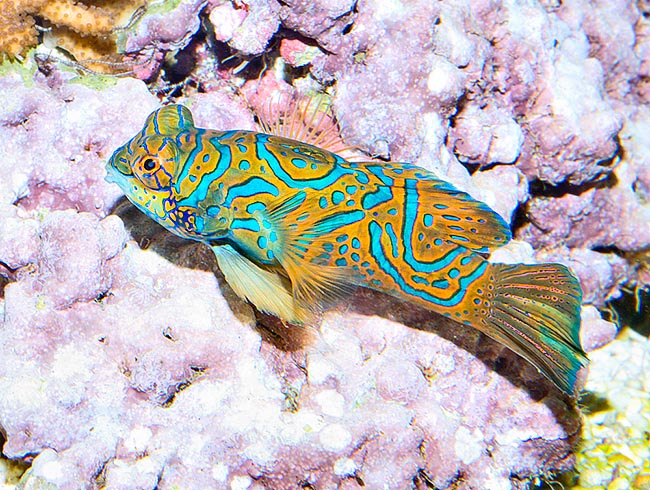 The showy livery is worthy of a Chinese Mandarin. In spite of the size it's good only for large aquaria that, thanks to corals, have enriched in the time of the planktonic microrganisms it eats. It is not an endangered species © Giuseppe Mazza